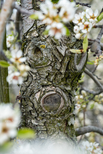 Baumgesicht in Blüten | Naturfoto / Landschaftsfoto | Gesicht der Natur  Gesehen in Hofheim, Taunus