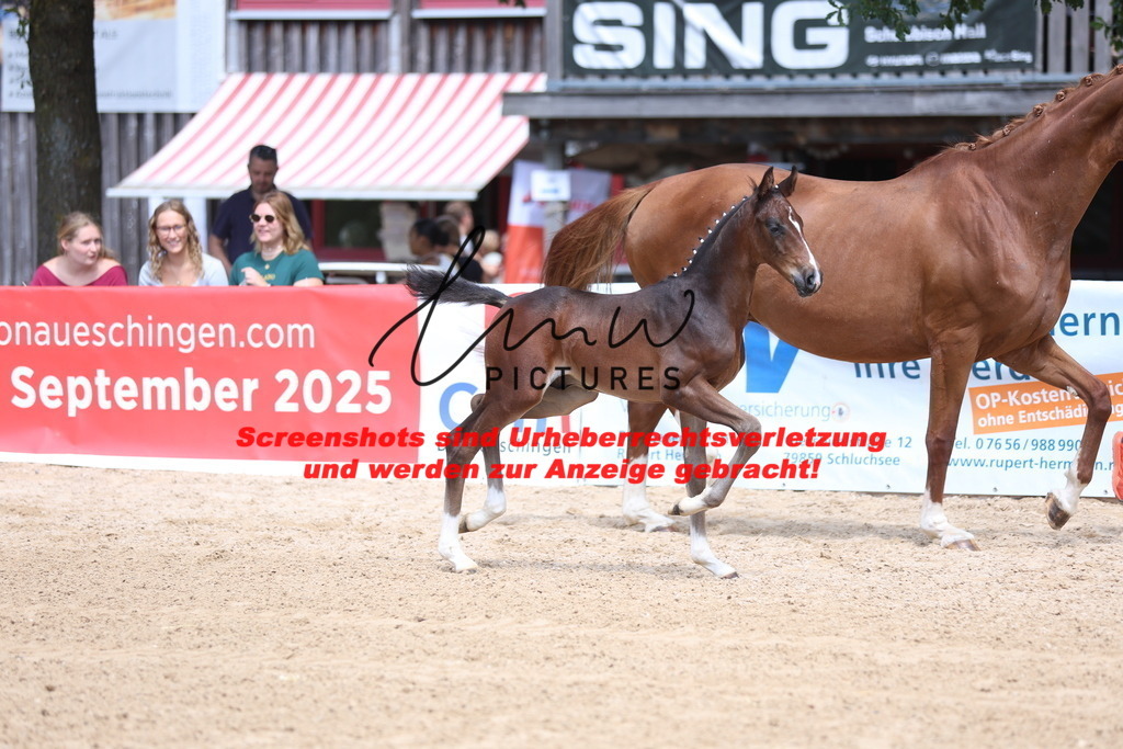 Fohlenschau_Schwäbisch_Hall_dressurbetonte_Fohlen_KN 15_8 | lmwpictures - Realisiert mit Pictrs.com