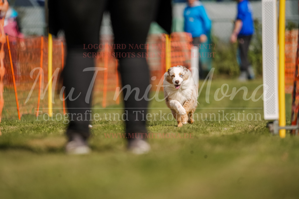 20250928_Hunderennen-371 | MuT (Mensch und Tier) mit Mona - Fotografie und Tierkommunikation - Realisiert mit Pictrs.com