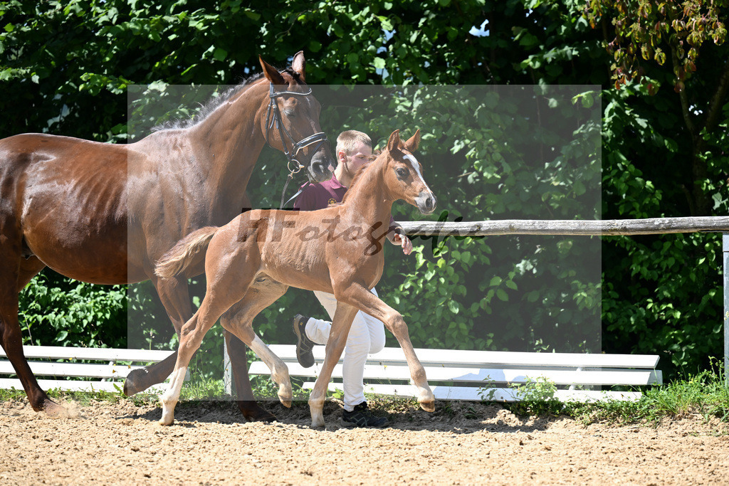 Kat-Nr. 14 Bon Esprit x Dimaggio_HF_Fischer_16250367 | hf-fotografie - Realisiert mit Pictrs.com