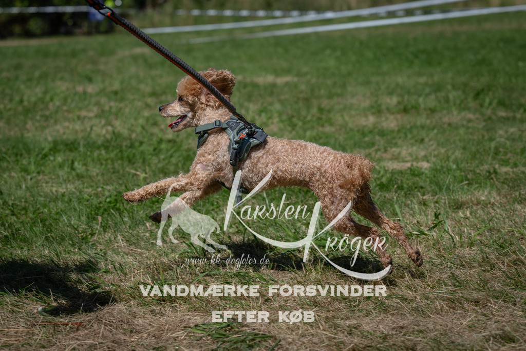 1255_ZZ97515 | kk-dogfotos