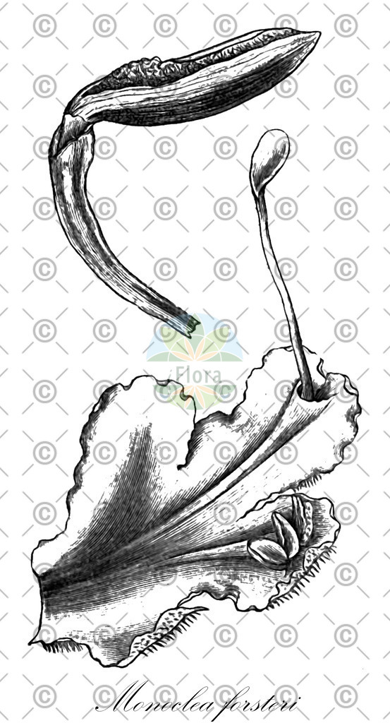 HistAbb_wfo-0000472779_1_ENZY_Simple | Historische Abbildung von Monoclea forsteri - Monocleaceae | Historical Illustration of Monoclea forsteri - Monocleaceae