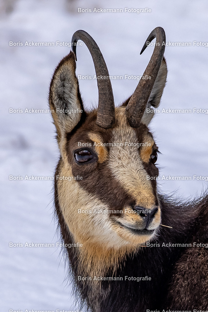 1M5A1235 | FineArtPrint, Hahnemühle, FeeGalerie, Fee Galerie, Fotokunst, Fotografie, Canonphotography, Bergfoto, Matterhorn, Rimpfischhorn, Allalinhorn, Saas-Fee, Wallis, Valais, Switzerland, Bergfotografie