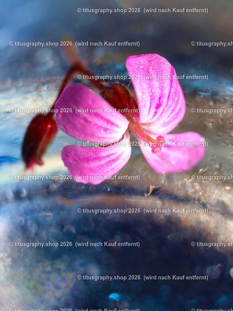 titusgraphy_PA289956-vz-ln | titusgraphy-shop: Geschenkideen mit Qualitätsfotos. titusgraphy-shop: gift ideas with quality photos. titusgraphy-shop: idées cadeaux avec photos de qualité.  - Realisiert mit Pictrs.com