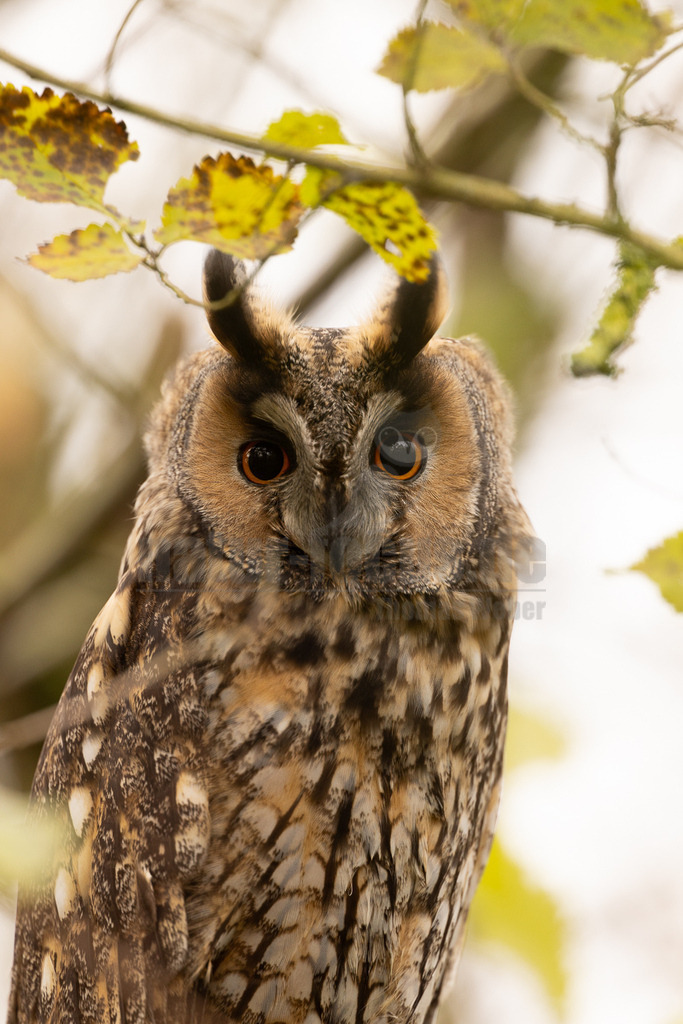 R5NF9778_20241117 | Die Waldohreule ist kleiner, schlanker und hat längere Flügel als der dickköpfige Waldkauz. Sie besitzt außerdem Federohren, der Waldkauz hingegen nicht.
Die Waldohreule hat orange- bis feurig-gelbe, der Waldkauz schwarze Augen. - Realisiert mit Pictrs.com