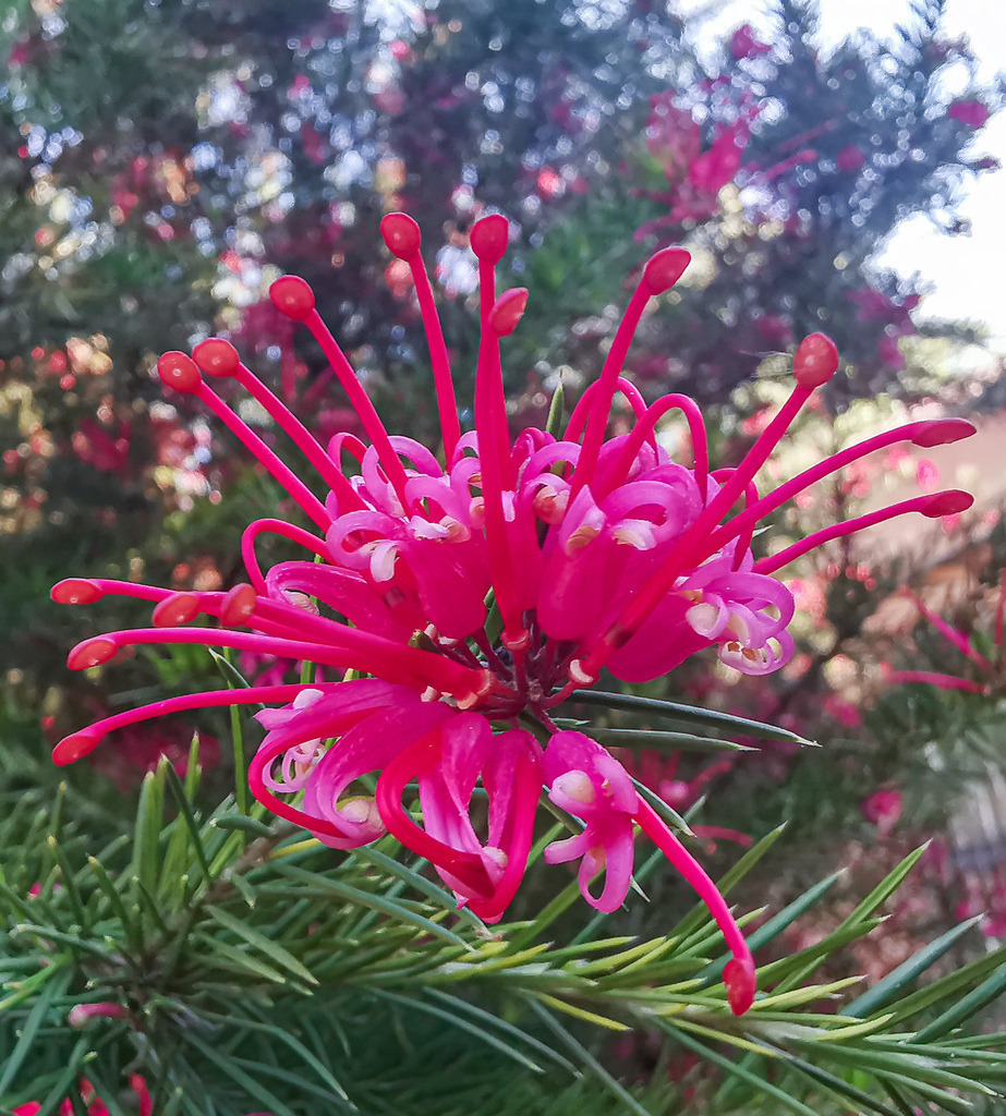 Wandbild Grevillea Rote Blüte - Modernes Poster & Exotische Fotokunst | Dieses farbintensive Botanik Wandbild bringt als hochwertiges Poster oder edler Kunstdruck eine faszinierende, exotische Eleganz in deine Wohnräume. Die detailreiche Makro-Fotokunst zeigt die leuchtend rote, spinnenartige Blüte einer Grevillea Juniperina (Wacholderblättrige Australische Silbereiche) vor einem tiefgrünen, nadelartigen Blatthintergrund. Als stilvolle Wanddeko passt dieses außergewöhnliche Naturmotiv hervorragend zu modernen Einrichtungsstilen im Wohnzimmer, Schlafzimmer oder Büro. Wähle jetzt deine Wunschgröße und dein bevorzugtes Material wie Leinwand, Alu-Dibond oder Acrylglas und bestelle diesen botanischen Blickfang direkt im Shop zu dir nach Hause! - Realisiert mit Pictrs.com