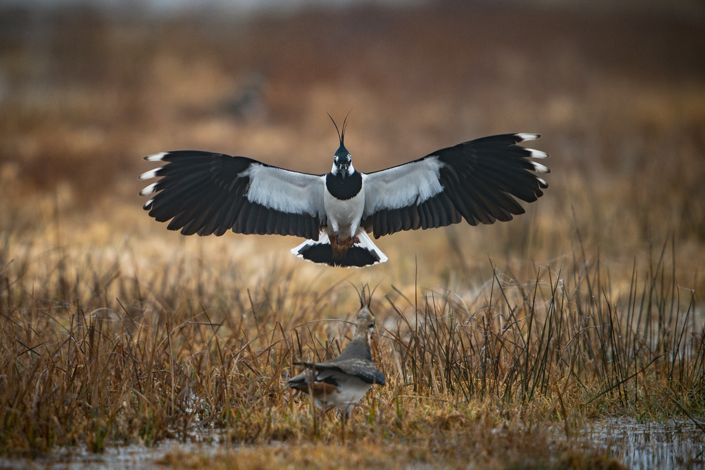 DSC_7037 | Ich bin Fotograf aus Neuburg an der Donau und spezialisiere mich auf Wildlife-Fotografie, Landschaftsaufnahmen und Portraits.Ob Hochzeit, Familienbilder oder Naturaufnahmen – ich fange echte Momente ein, die bleiben. 