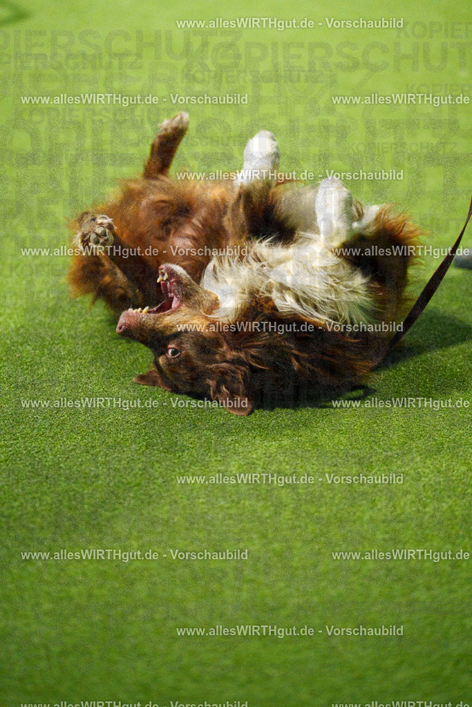 7R508834 | Professionelle Tierfotografie in Mönchengladbach von Daniel Wirth (allesWIRTHgut). Liebevolle & natürliche Bilder von Hunden & Katzen für unvergessliche Erinnerungen.