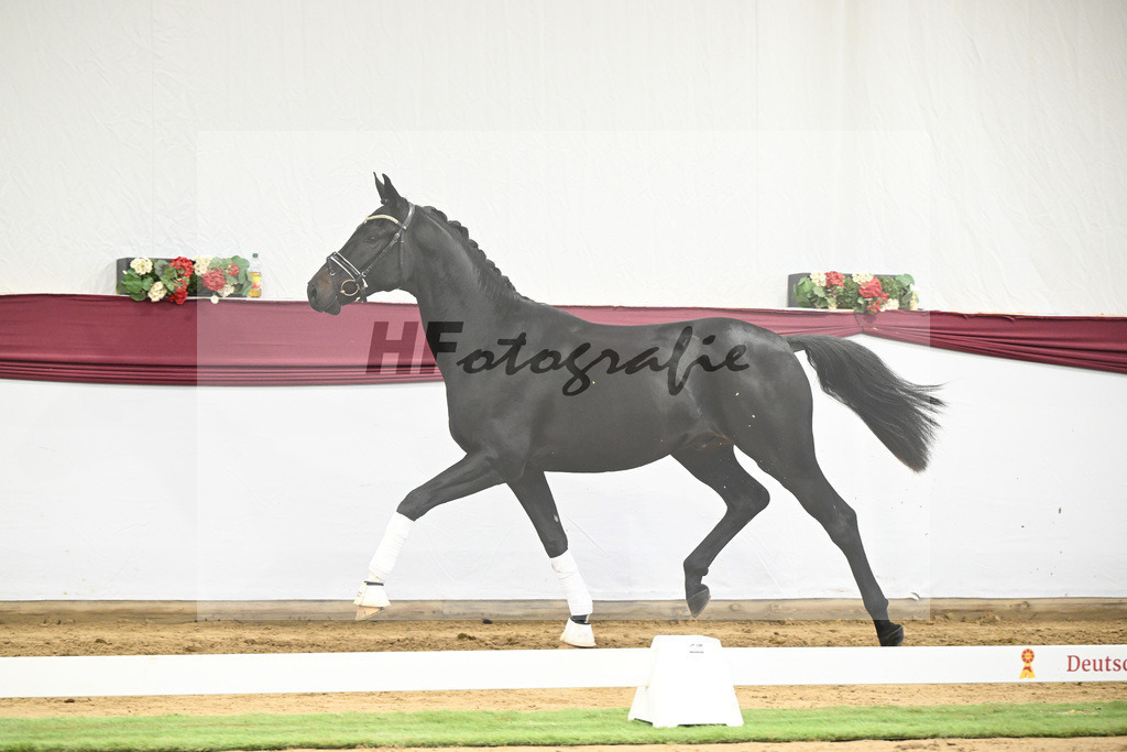 Kat-Nr. 23 Va Pensiero x De Niro_Christiane Schindele_47250716 | hf-fotografie - Realisiert mit Pictrs.com