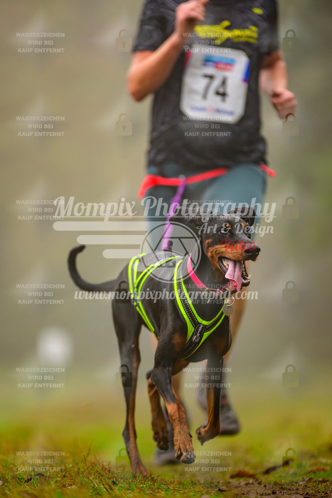 MompixPhotography_Bischwiller2025_Canicross-64 | mompixphotography