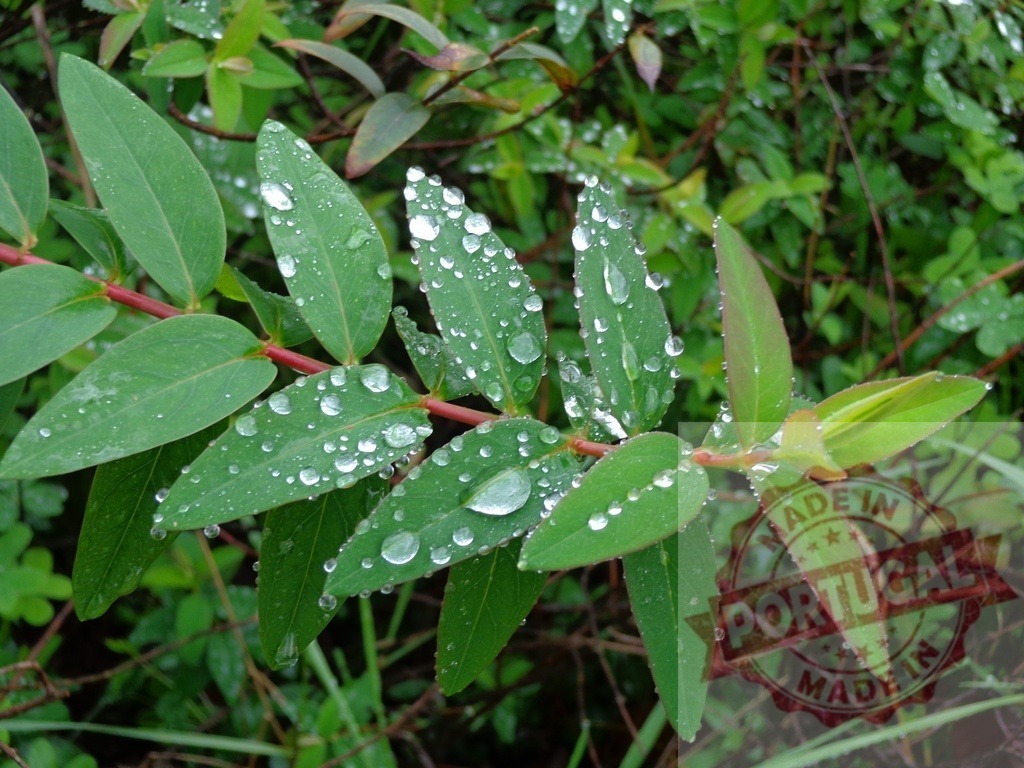 Green plant leaves with fresh water drops after rain | Green plant leaves collecting fresh water drops, showing natural wetness and hydration - Realisiert mit Pictrs.com