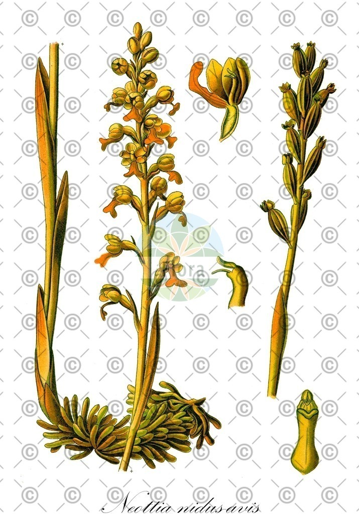 HistAbb_wfo-0000250689_1_ENZY_Simple | Historische Abbildung von Neottia nidus-avis - Orchidaceae (Vogel-Nestwurz;Nestwurz) | Historical Illustration of Neottia nidus-avis - Orchidaceae (bird's-nest orchid)