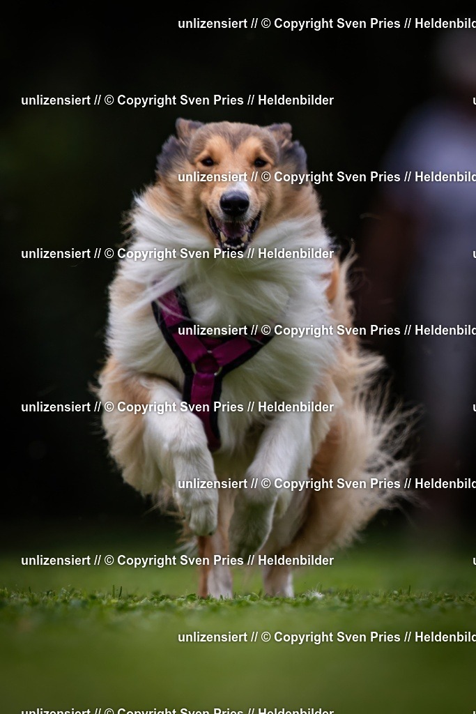 Sven Pries | 19. Allgemeines Hunderennen Karlsruhe Durlach - Realisiert mit Pictrs.com