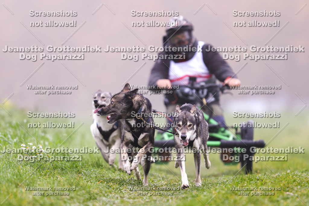 Dog Paparazzi - Visbeck 25 -25 | Dog Paparazzi Jeanette Grottendiek Fotografie & Videografie - Realisiert mit Pictrs.com