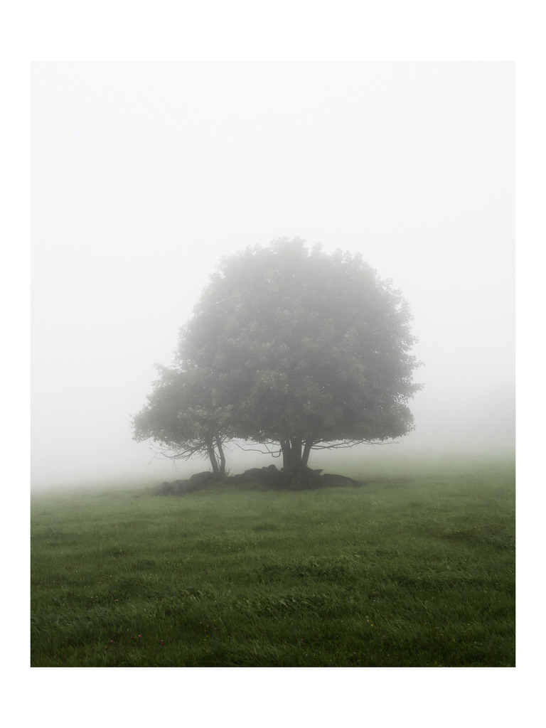 Kinship | Captured on 5 August 2025 in Germany, Kinship finds constancy within changing conditions. Between visibility and disappearance, solitude and belonging, connection endures through obscurity — a quiet trust in what holds as everything around begins to shift. - Realisiert mit Pictrs.com