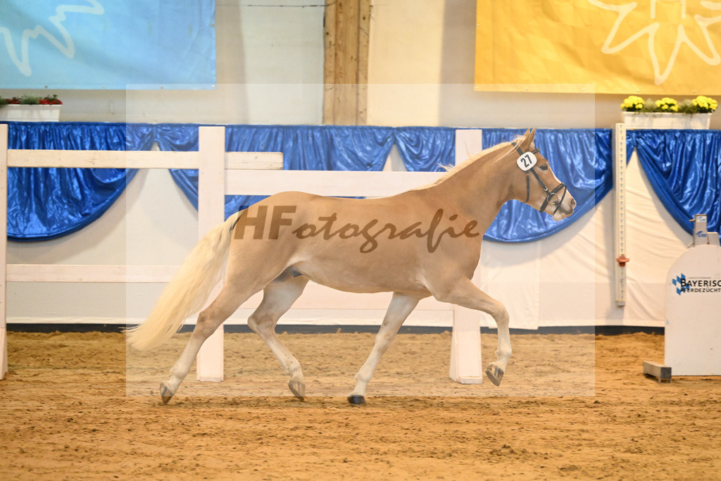 Kat-Nr. 27 nn v. Steingold_Stecher_60220429 | hf-fotografie - Realisiert mit Pictrs.com