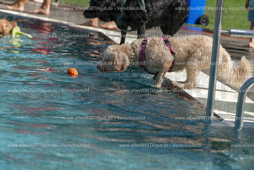 Hundeschwimmen_Volksbad_2026-allesWIRTHgut_Tierfotografie-2609061216-FAY06422 | Professionelle Tierfotografie in Mönchengladbach von Daniel Wirth (allesWIRTHgut). Liebevolle & natürliche Bilder von Hunden & Katzen für unvergessliche Erinnerungen.