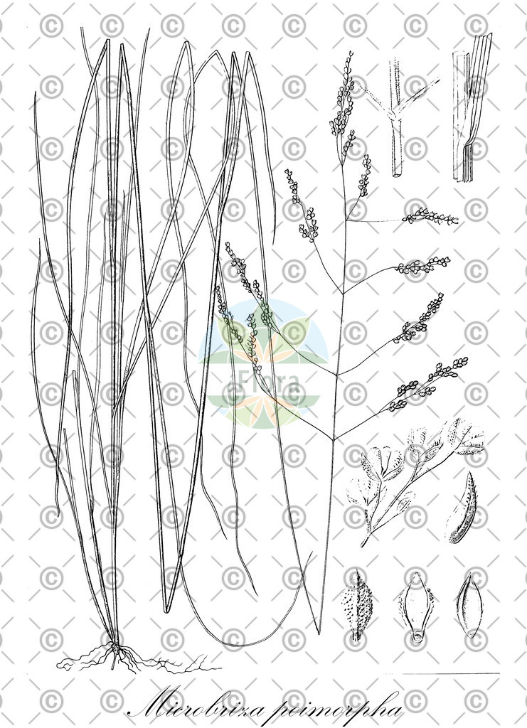 HistAbb_wfo-0000879868_1_ENZY_Simple | Historische Abbildung von Microbriza poimorpha - Poaceae | Historical Illustration of Microbriza poimorpha - Poaceae