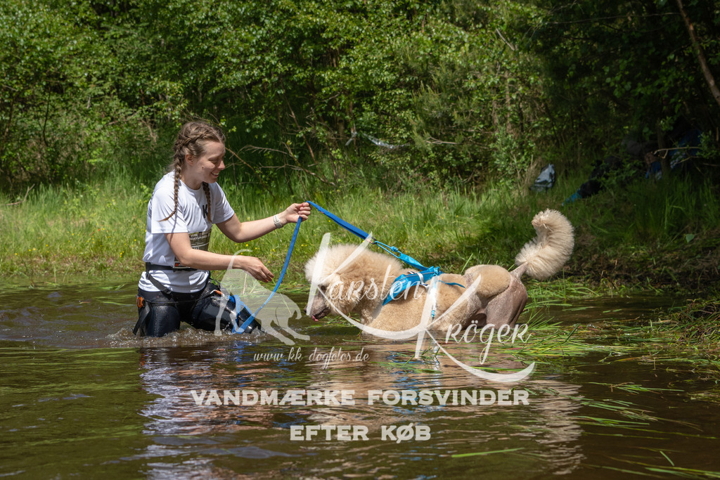 1217DKK992458 | kk-dogfotos