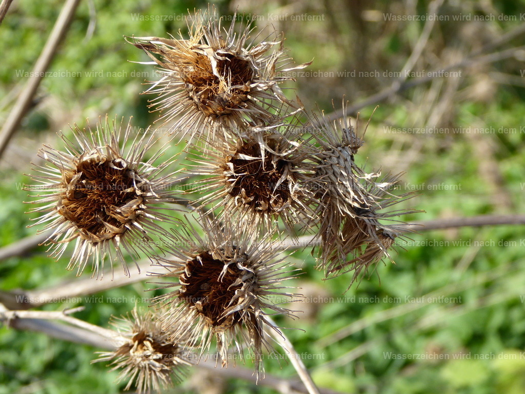 P1000419 | Entdecken Sie die faszinierende Welt von Norbert Michels: Surreale Kunstwerke, hochwertige Fotos, Leinwandbilder & Fotoprodukte wie Tassen mit bild7 - Realisiert mit Pictrs.com