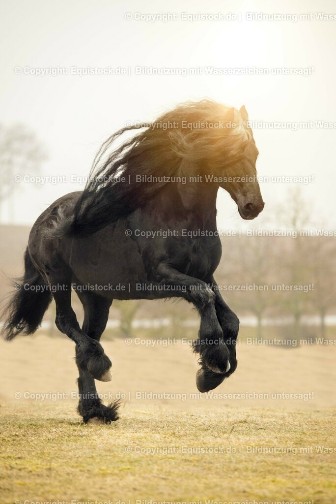20150217_TOMsPiC_0002 | equistock