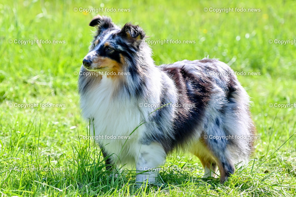 Hunde_ Shelties_ 26.05.2023-30 | 26.05.2023, Povazska Bystrica, SVK, Hund, Hunde, im Bild Dog, Hund, Sheltie, Shetland Sheepdog

Bakari, Iris, Arrigo, Ashley, Amy, Abbey