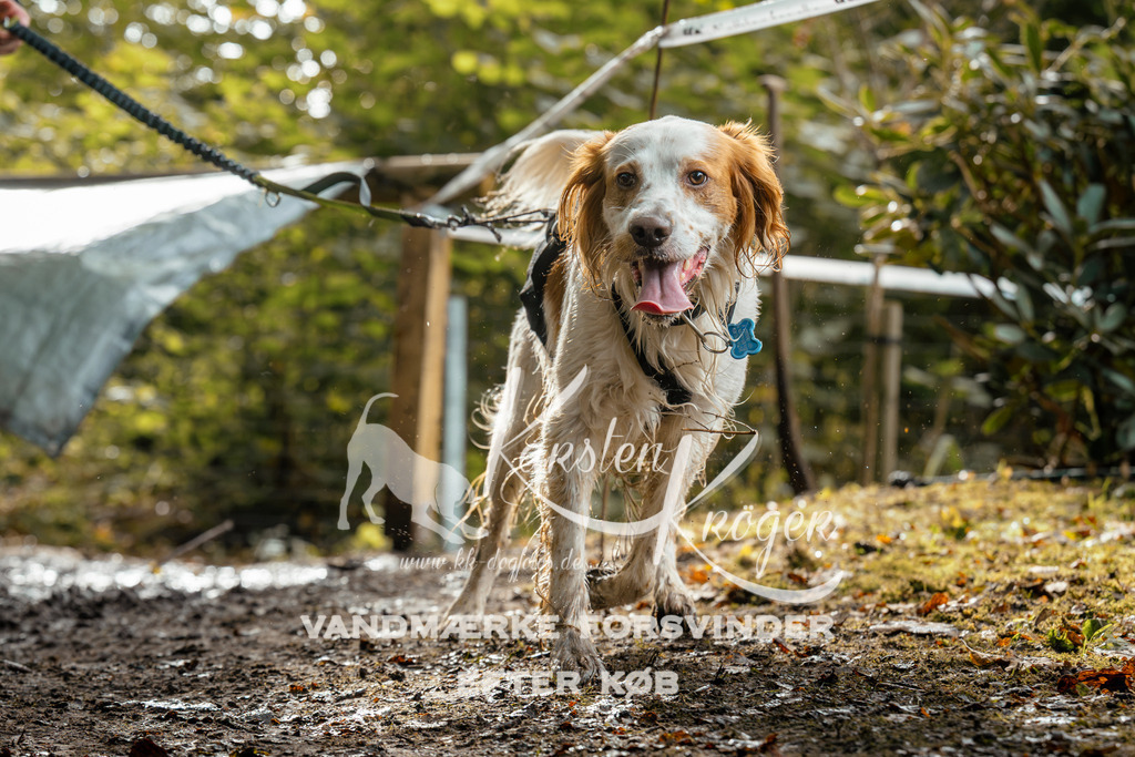1454DZ6_3818Z6 | kk-dogfotos