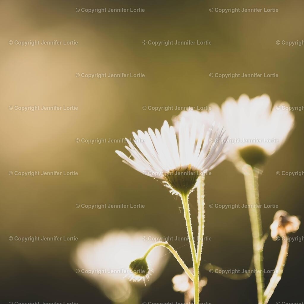 Gänseblume_Licht | Kreative Naturaufnahmen als hochwertige Druckprodukte kaufen. - Realisiert mit Pictrs.com