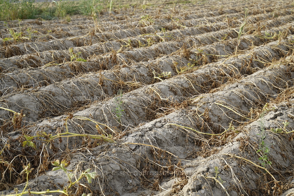 drought on the field can dry plants | Landwirtschaft in Deutschland. Im heißen Sommer vernichtet die Trockenheit die angebauten Pflanzen. Die Pflanzen vertrocknen in den Reihen auf dem trockenen, verkrusteten Boden.
