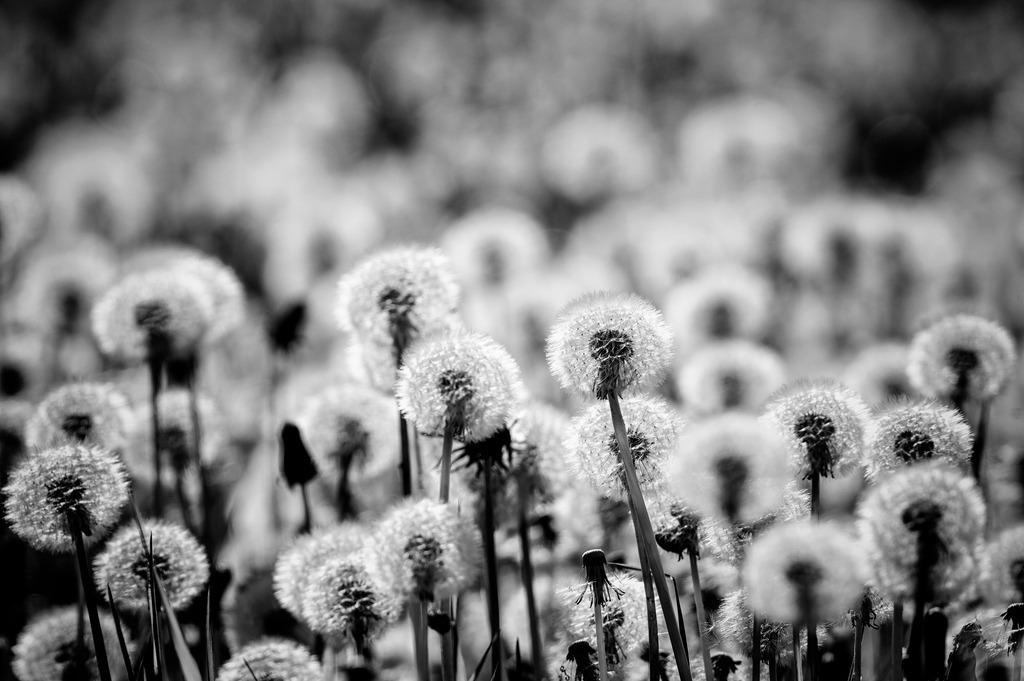 2024_05_08_QUICKBORN-HIMMELMOOR_MCP8525 sw II | Hochwertig gedruckte Fotografien für die Wand, als Kalender und zum Verschenken. Hamburg & Norddeutschland und überall wo ich mit der Kamera unterwegs war.