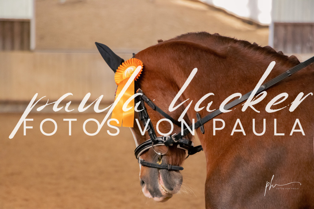 IMG_5336 | Erleben Sie dynamische Sport- und emotionale Tierfotografie in Süddeutschland mit Fotos von Paula. Spezialisiert auf Pferde- und Hundefotografie sowie Sportevents. Kontaktieren Sie mich für einzigartige und ausdrucksstarke Bilder Ihrer besonderen Momente. - Realisiert mit Pictrs.com