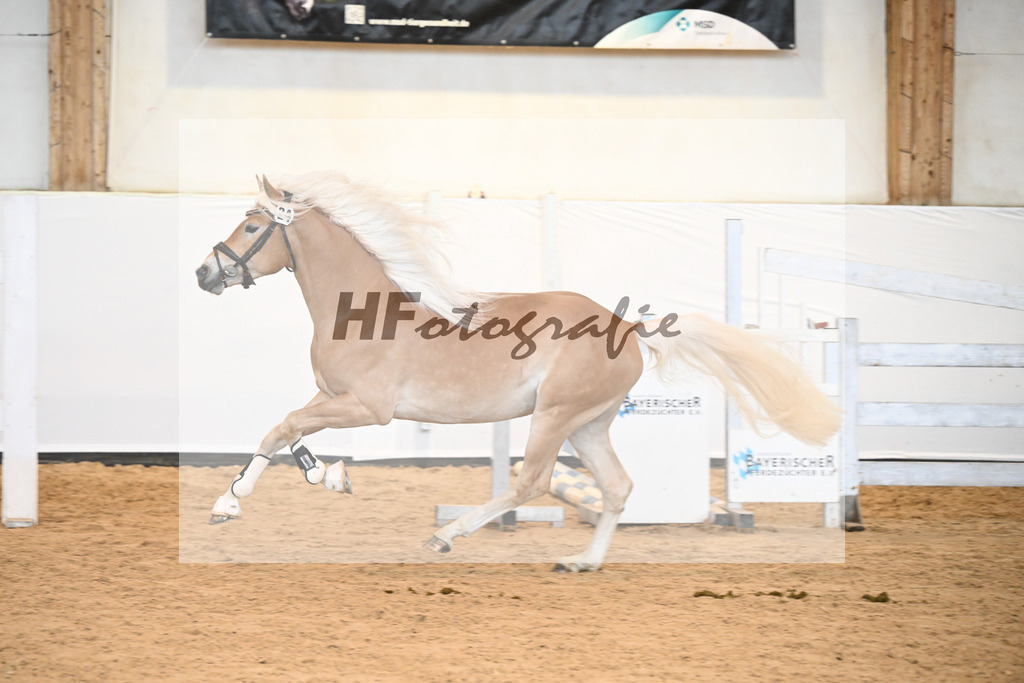 Kat-Nr. 24 v. Waaris-Z_Hock_6240346 | hf-fotografie - Realisiert mit Pictrs.com