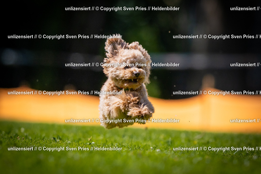 Sven Pries | 2025-08-10 - Hunderennen Durlach - Realisiert mit Pictrs.com