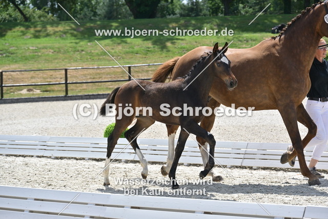 30_Escaneno - Quaterback_935_2125 | Björn Schroeder Pferdefotografie