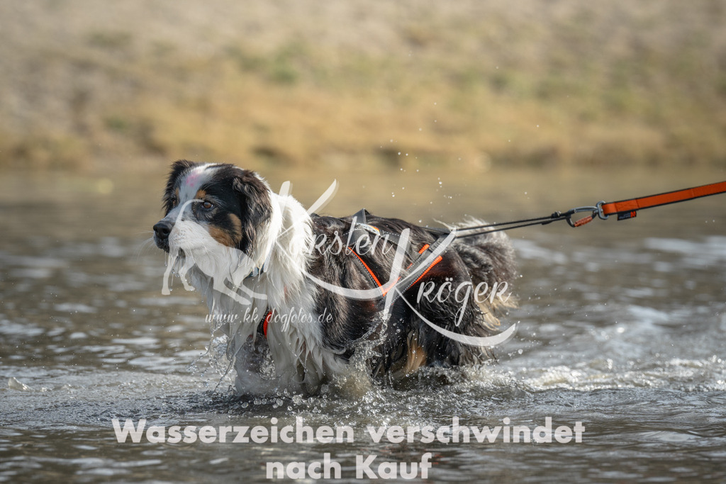 1045_ZZ99653 | kk-dogfotos