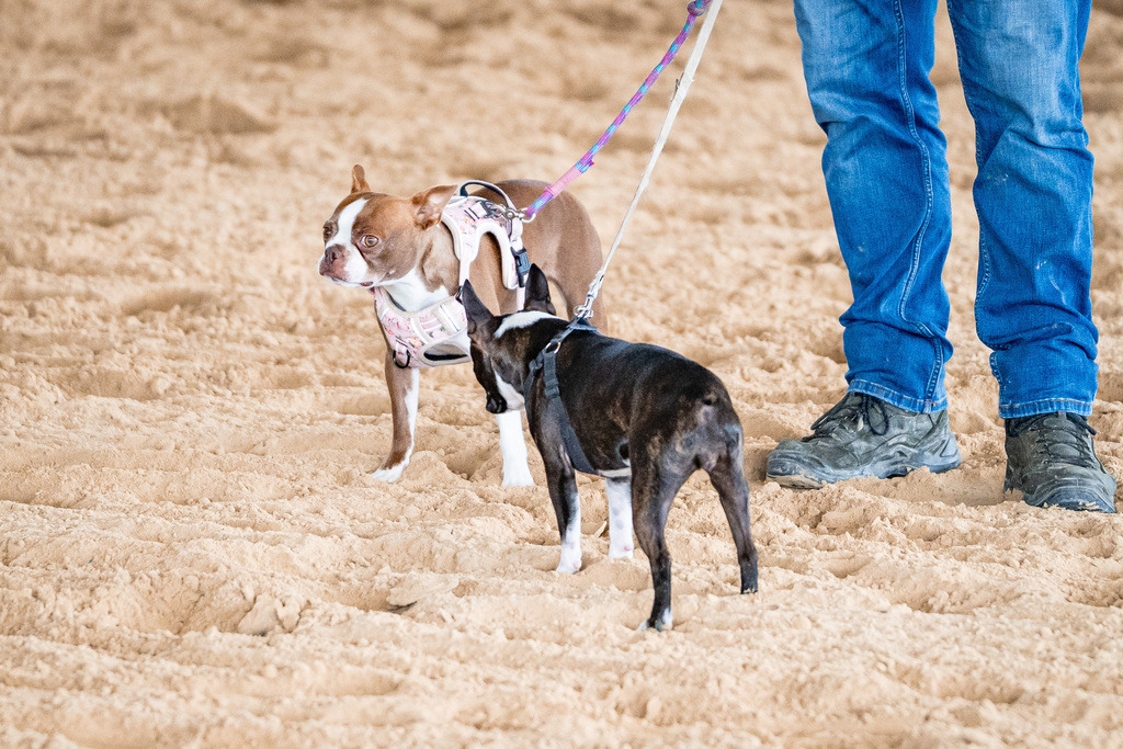 DSC09573 | Pferdegrafie