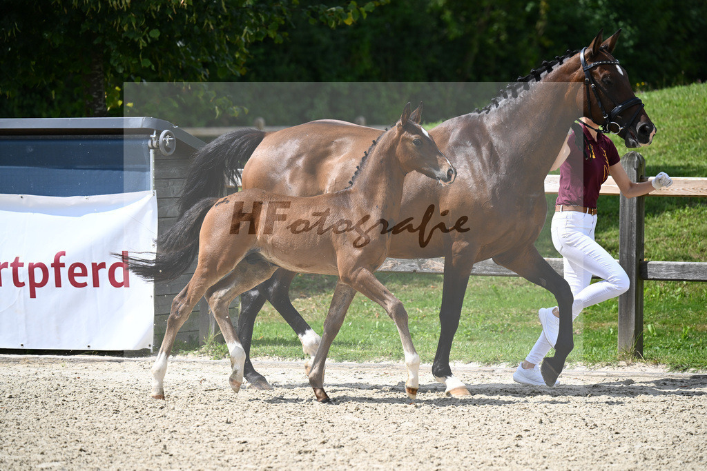 Fuerst Grandios x Don Diamond_HF_Mayer_29240426 | hf-fotografie - Realizzato con Pictrs.com