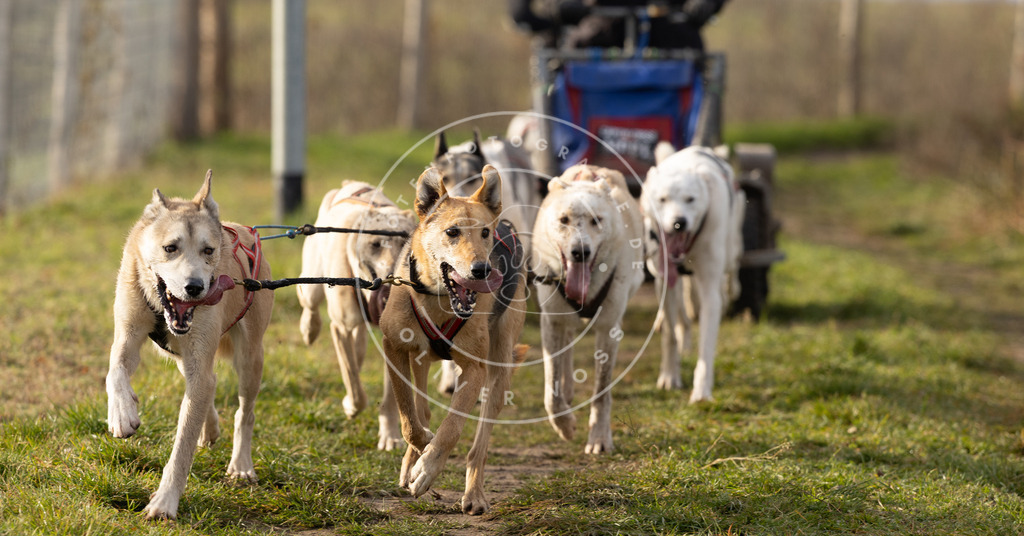 Pfotenfotografie_DV3A6804 | Hundefotografie, Tierfotograf, Pfotenfotografie, Fotoshooting Hund, Hunde Portrait, Hundesport, Hundeportraits, Heideshooting, Hunde, Sportfotograf, Hundefotograf, Turnierhundsport, THS,  - Realisiert mit Pictrs.com