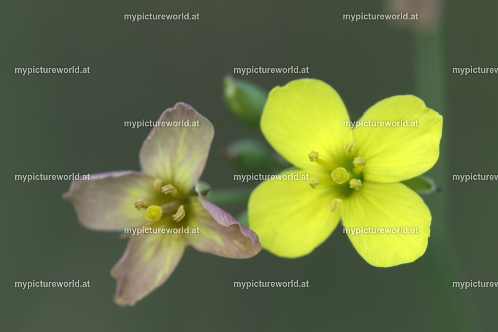 Schmalblättriger Doppelsame-006 | Das Bilderarchiv über Tiere, Planzen und Landschaften. In der Bilddatenbank finden Sie ein große Auswahl an hochwertigen Bilder für Ihre Werbung - Realisiert mit Pictrs.com