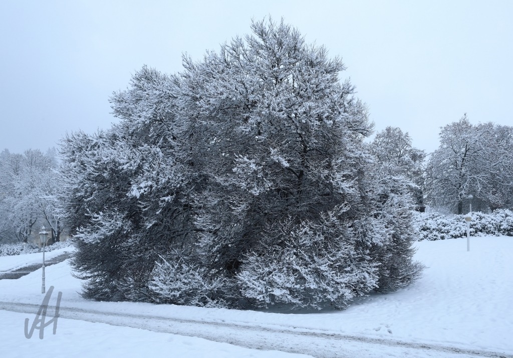 Farnblättrige Rotbuche im Winter | Farnblättrige Rotbuche im Winter - Realisiert mit Pictrs.com