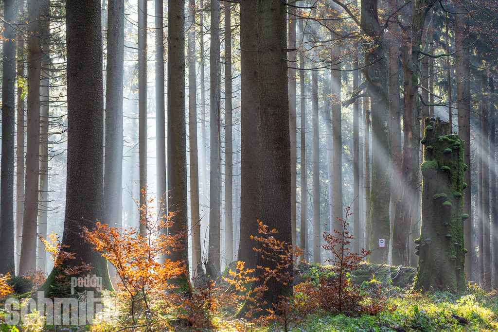 PS-Natur-2026-94 | Entdecke die größte Bildgalerie der Region mit Fotografien aus dem Allgäu, der Bodenseeregion, Oberschwaben, dem Donautal und der Schwäbischen Alb. Landschaften, Luftaufnahmen und Reisefotografie als Wandbild und Fotokunst. - Realisiert mit Pictrs.com