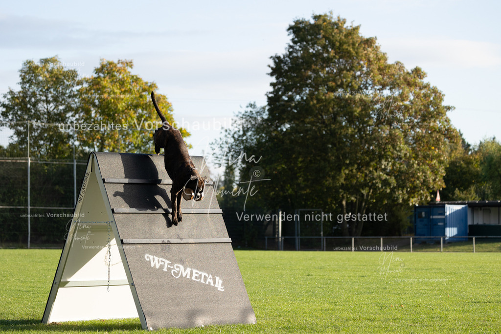 _16A6194 | Einzigartige Fotos von Hunden & Menschen –Actionfotos, Portraits, Vereinsaufnahmen & Paarshootings – authentisch, lebendig & mit Herz.