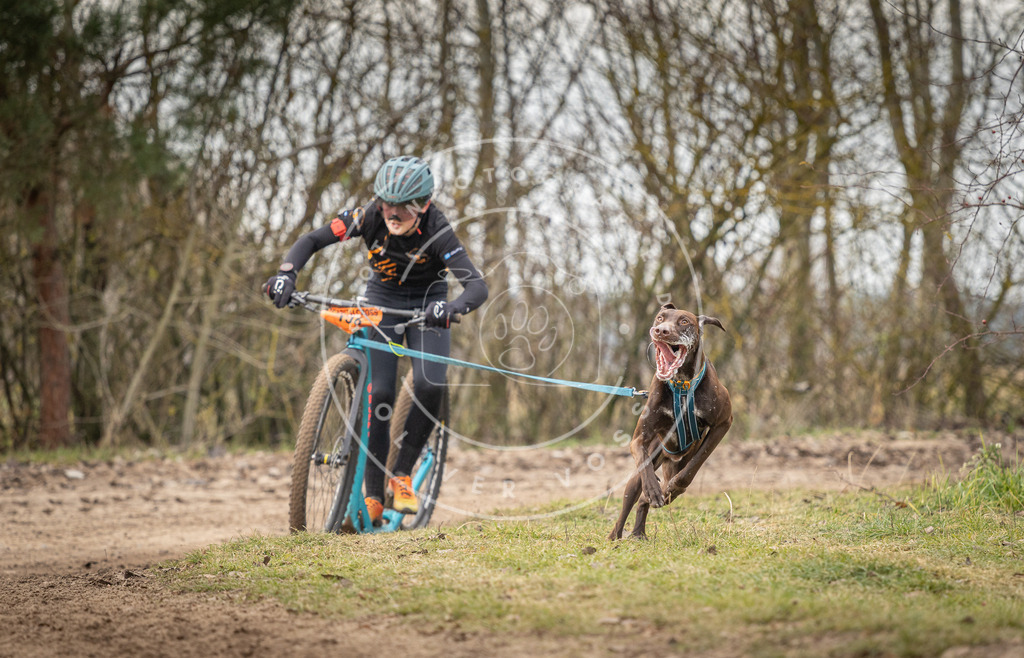 Pfotenfotografie_DV3A9092 | Hundefotografie, Tierfotograf, Pfotenfotografie, Fotoshooting Hund, Hunde Portrait, Hundesport, Hundeportraits, Heideshooting, Hunde, Sportfotograf, Hundefotograf, Turnierhundsport, THS,  - Realisiert mit Pictrs.com