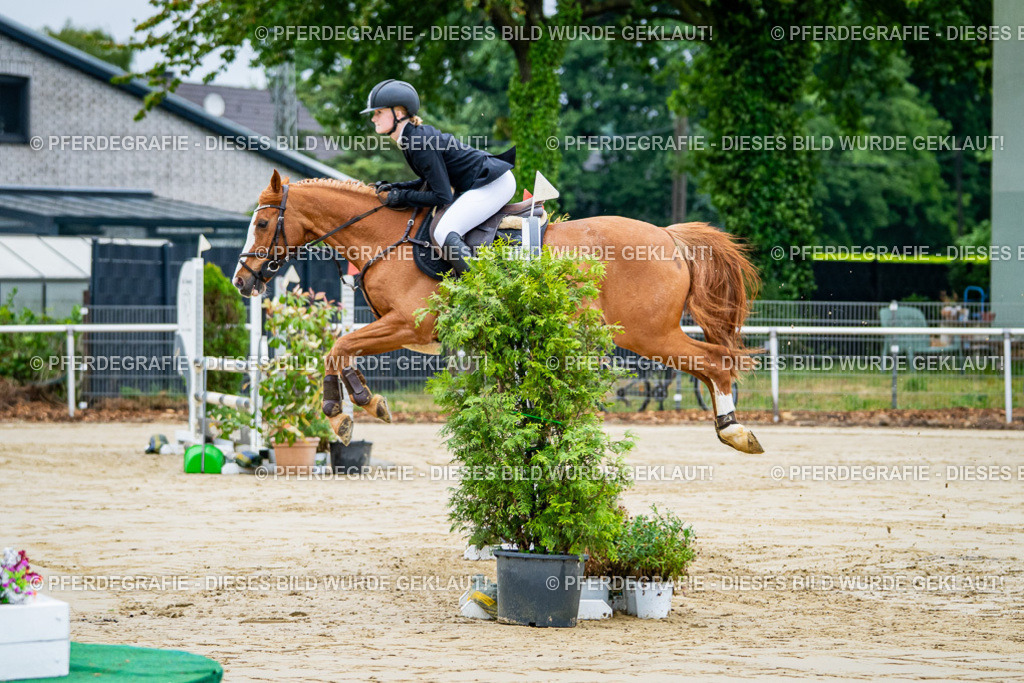 DSC01610 | Pferdegrafie