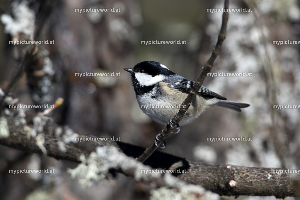 Tannenmeise-013 | Das Bilderarchiv über Tiere, Planzen und Landschaften. In der Bilddatenbank finden Sie ein große Auswahl an hochwertigen Bilder für Ihre Werbung - Realisiert mit Pictrs.com