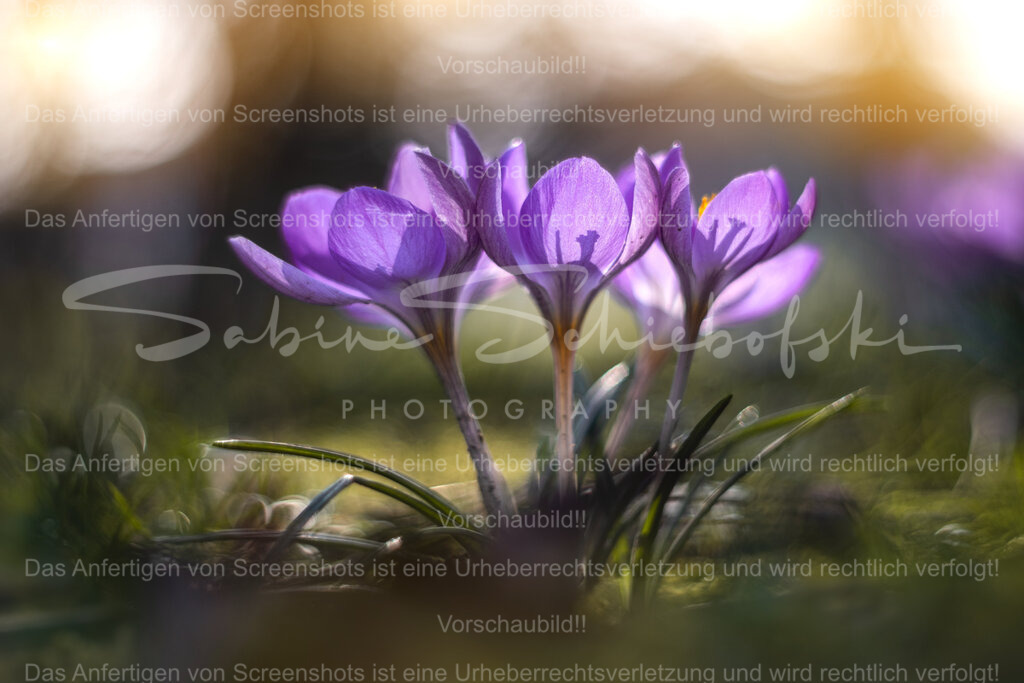 Frühlingsfarben im Abendlicht | Zarte Krokusse strecken ihre violetten Blüten dem warmen Licht entgegen. Zwischen weichem Bokeh und sanften Farben entsteht ein harmonischer Moment des Frühlingserwachens. Ein stiller Augenblick der Natur, in dem Licht, Farbe und Form zu einem kleinen Kunstwerk verschmelzen. - Realisiert mit Pictrs.com