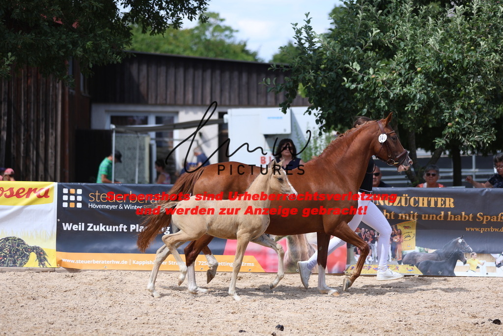 Fohlenschau_Schwäbisch_Hall_Ponys_KN 44_7 | lmwpictures - Realisiert mit Pictrs.com