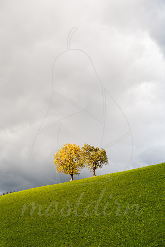 Herbstbäume | Ihre Fotografin im Lungau, ihre Fotografin im Mostviertel, Wandbilder Onlineshop, Imagefotos für Ihr Unternehmen,  - Realisiert mit Pictrs.com