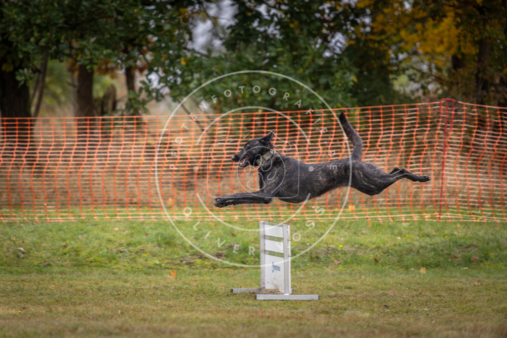 Pfotenfotografie_DV3A1458 | Hundefotografie, Tierfotograf, Pfotenfotografie, Fotoshooting Hund, Hunde Portrait, Hundesport, Hundeportraits, Heideshooting, Hunde, Sportfotograf, Hundefotograf, Turnierhundsport, THS,  - Realisiert mit Pictrs.com