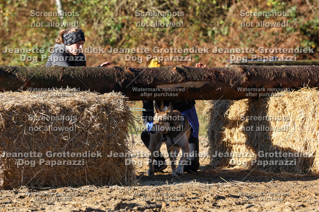 Dog Paparazzi - Strongdog 10-25-1330 | Dog Paparazzi Jeanette Grottendiek Fotografie & Videografie - Realisiert mit Pictrs.com